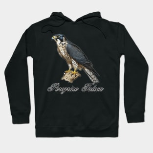 Peregrine Falcon  sitting on a branch Hoodie